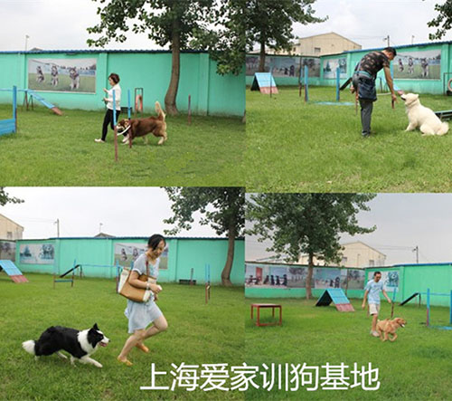 狗狗游戏中.jpg