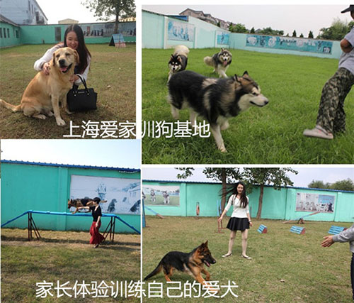 家长体验训狗.jpg