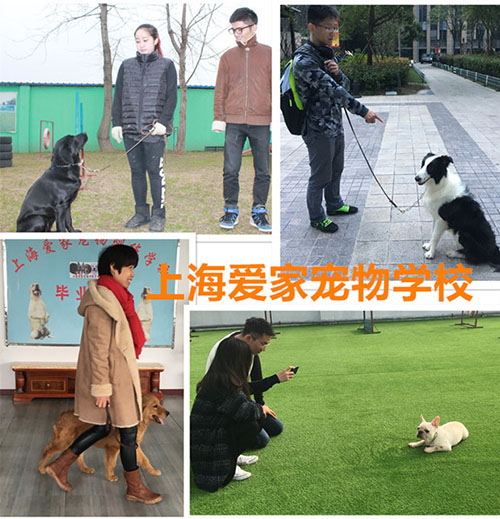 家长自己训练狗狗.jpg
