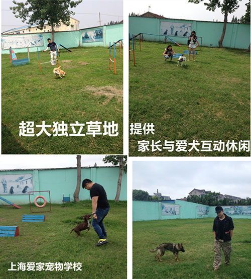 家长与狗狗互动.jpg