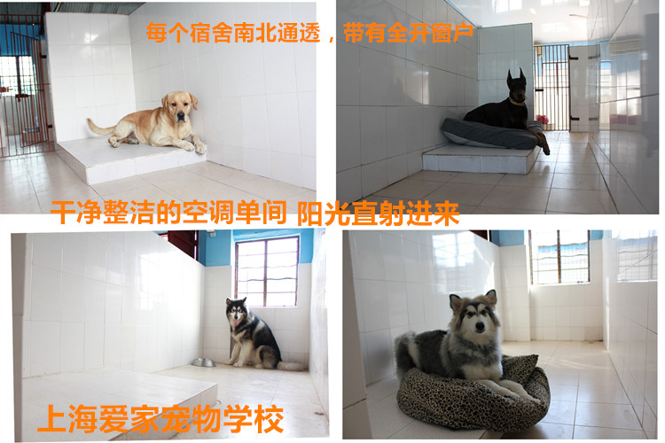 爱家宠物学校