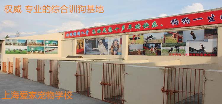 爱家宠物学校