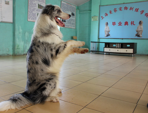 狗狗训练期间可以看望吗