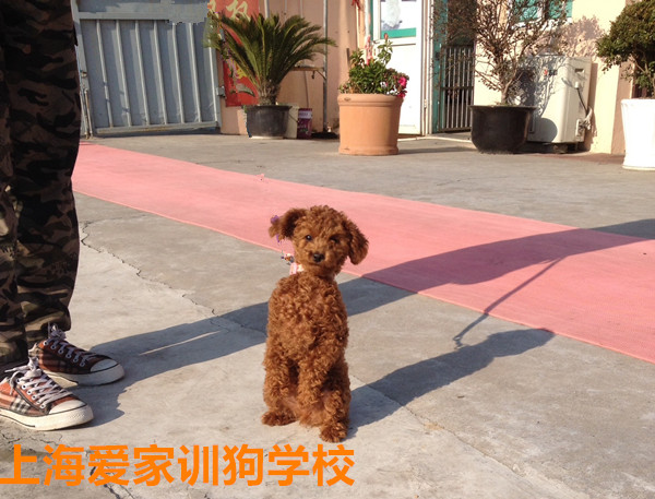 泰迪犬训练学员毕业天天