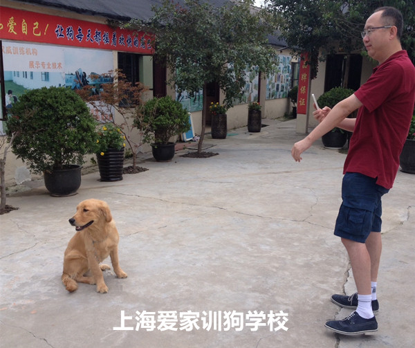 金毛犬毕业训练兰博