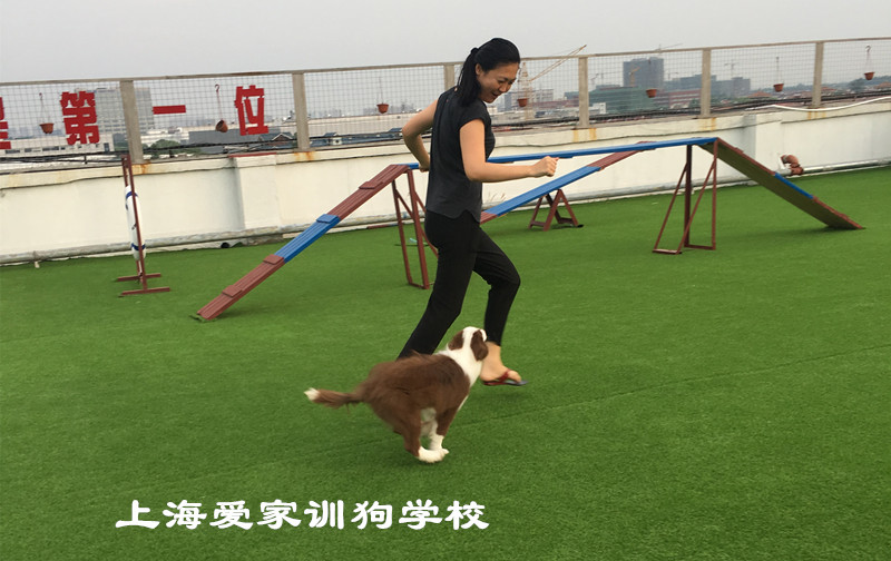 边境牧羊犬训练毕业照牛顿