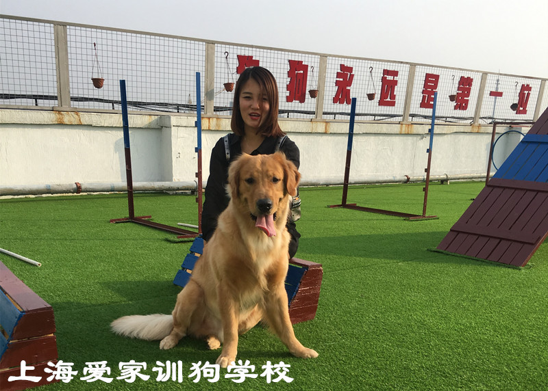 金毛犬训练毕业照帅帅